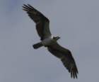 boydhillnaturereserve19042012007_small.jpg