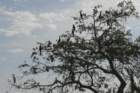 boydhillnaturereserve19042012034_small.jpg