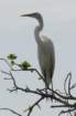 boydhillnaturereserve19042012042_small.jpg