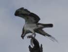 boydhillnaturereserve19042012054_small.jpg