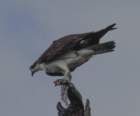 boydhillnaturereserve19042012055_small.jpg