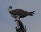 boydhillnaturereserve19042012056_small.jpg