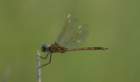 boydhillnaturereserve19042012086_small.jpg