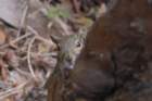 boydhillnaturereserve19042012101_small.jpg