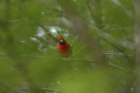 boydhillnaturereserve19042012106_small.jpg
