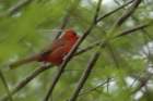 boydhillnaturereserve19042012114_small.jpg