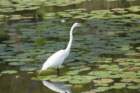 dsc08674_small.jpg