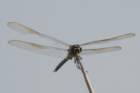 dsc08760_small.jpg