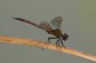 dsc08764_small.jpg