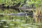 dsc08772_small.jpg