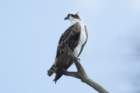 dsc08790_small.jpg