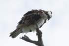 dsc08805_small.jpg
