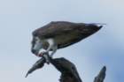 dsc08827_small.jpg