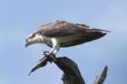 dsc08847_small.jpg