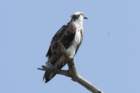 dsc08859_small.jpg