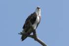 dsc08864_small.jpg