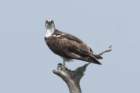dsc08902_small.jpg