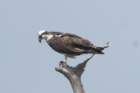 dsc08904_small.jpg