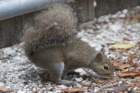 dsc08932_small.jpg