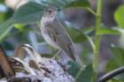 dsc09025_small.jpg