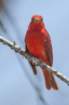 dsc09155_small.jpg
