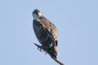 dsc09471_small.jpg