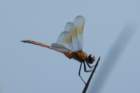dsc09473_small.jpg