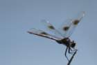 dsc09488_small.jpg