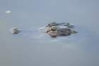 dsc09500_small.jpg