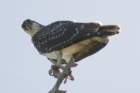 dsc09516_small.jpg