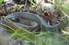 dsc09555_small.jpg