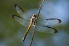 dsc09567_small.jpg