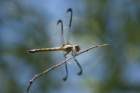 dsc09587_small.jpg