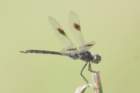 dsc00047_small.jpg