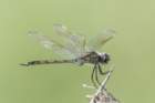 dsc00070_small.jpg