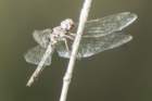 dsc00124_small.jpg