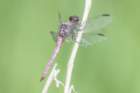 dsc00135_small.jpg