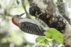 dsc00401_small.jpg