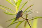 dsc01586_small.jpg