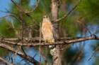 dsc01603_small.jpg