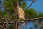 dsc01612_small.jpg