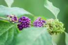 dsc01642_small.jpg