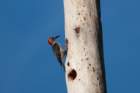 dsc01706_small.jpg