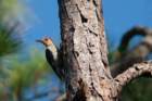 dsc01716_small.jpg