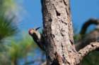 dsc01723_small.jpg