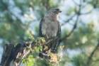 dsc01796_small.jpg
