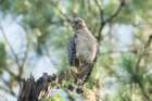 dsc01804_small.jpg