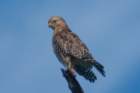 dsc01816_small.jpg