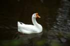 dsc02990_small.jpg