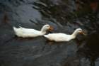 dsc02995_small.jpg